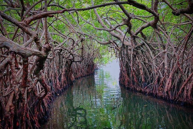 Madu River Boat Safari Balapitiya - Cinnamon island and a local working tradition