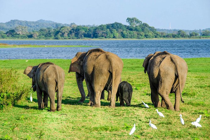 Maduru Oya National Park Private Safari with Naturalist - Key points to know before you book