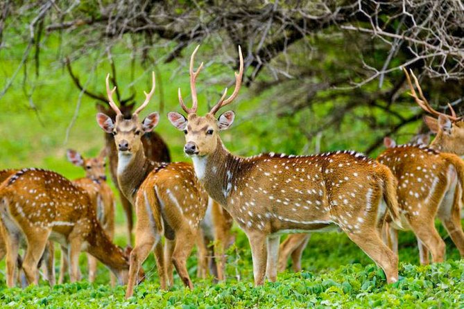 Maduru Oya National Park Private Safari with Naturalist - The wider animal list