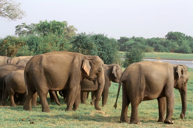 Maduru Oya National Park Private Safari with Naturalist - More than 100 bird species to watch for