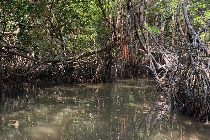 Mangrove Adventure - Why the Bentota estuary is worth your time