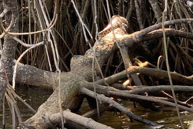 Mangrove Adventure - Starting at Gagabada Road in Aluthgama