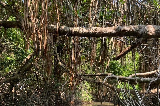 Mangrove Adventure - The calm side of the experience