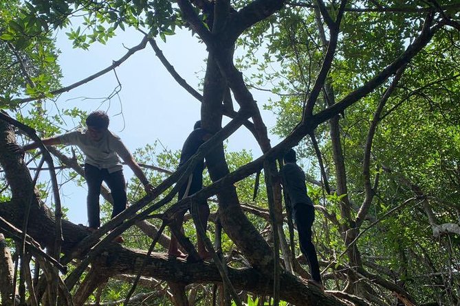 Mangrove Adventure - How much value do you get for $25?