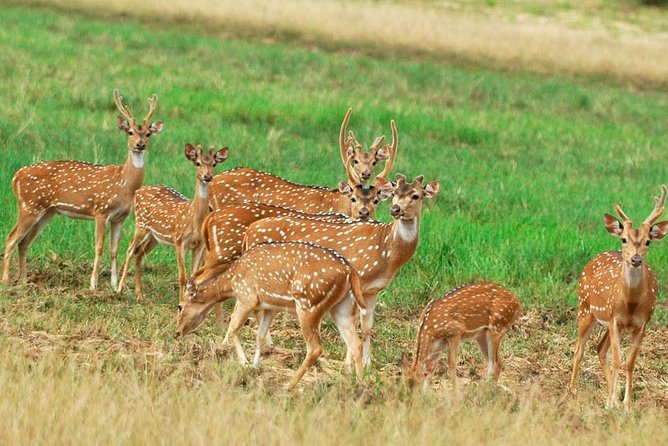 Minneriya Elephant Safari Drive From Trincomalee - The 5:00 AM start and breakfast option