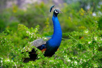 Minneriya Elephant Safari Drive From Trincomalee