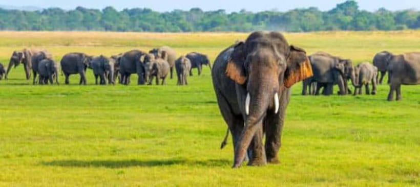 Minneriya Elephant Safari – Half-Day with Expert Tracker - Why Minneriya is about more than one elephant sighting