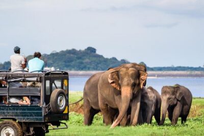 Minneriya Elephant Safari wth Sigiriya & Dambulla Cave Temples Full Day Tour