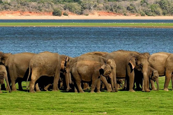Minneriya Elephant Safari wth Sigiriya & Dambulla Cave Temples Full Day Tour - Practical booking advice before you commit