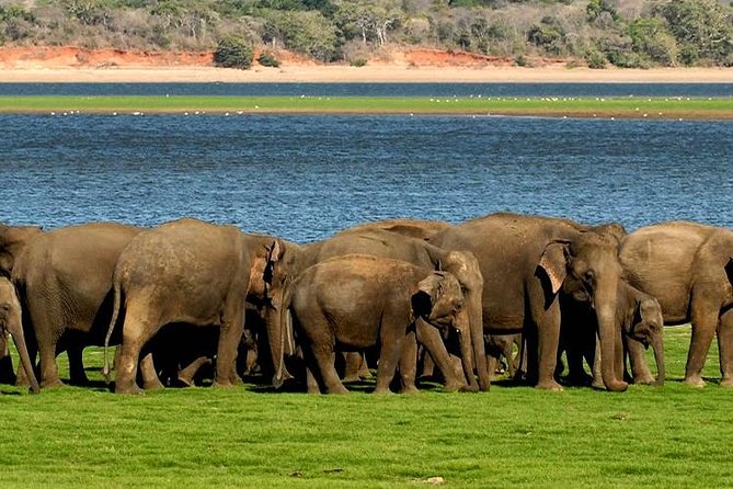 Minneriya Elephant Safari wth Sigiriya Lion Rock from Colombo - Two Sri Lankan icons in one very long day