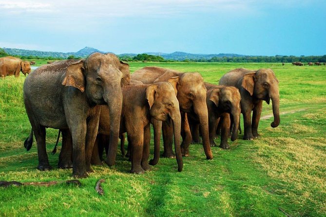 Minneriya Elephant Safari wth Sigiriya Lion Rock from Colombo - Leaving Colombo at 6:00 am