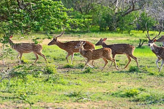 Minneriya Half Day Safari - Why the elephants make this safari worth your afternoon