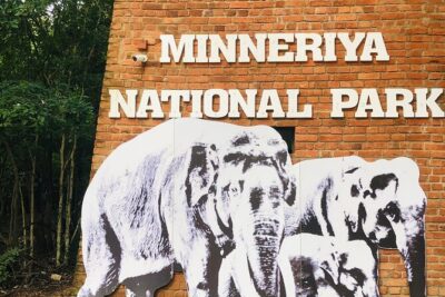 Minneriya Half Day Safari