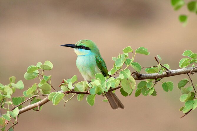 Minneriya Half Day Safari - A guide who adapts instead of following a script