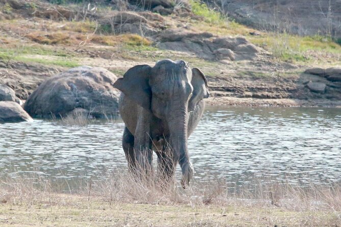 Minneriya Half Day Safari - Is $33 good value?