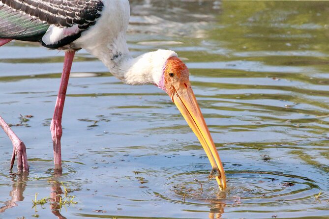 Minneriya Half Day Safari - Who should book this safari?