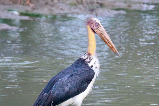 Minneriya Half Day Safari - Booking details worth knowing