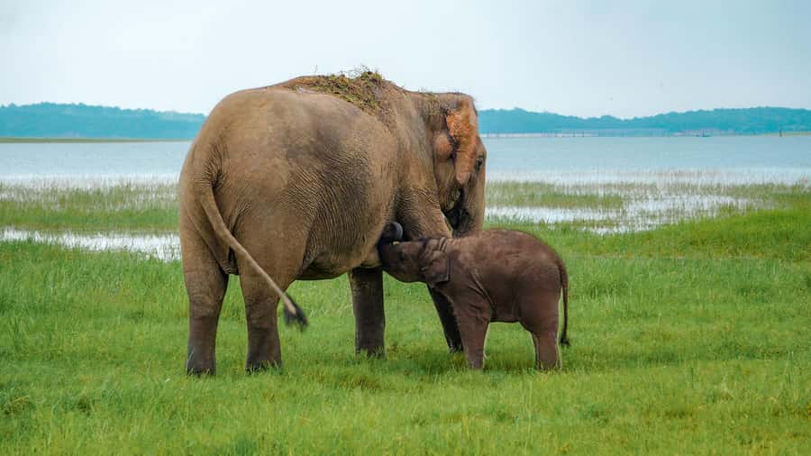 Minneriya: Minneriya National Park Private Evening Safari - Key things to know before you book