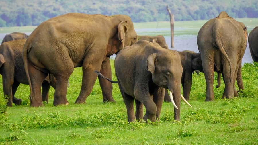 Minneriya: Minneriya National Park Private Evening Safari - Why Minneriya’s elephants are the main event