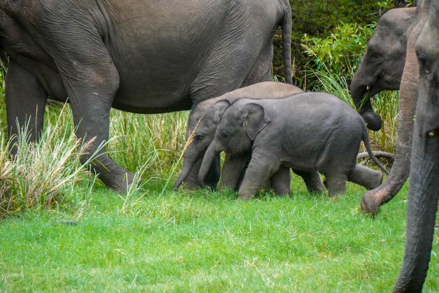 Minneriya: Minneriya National Park Private Evening Safari - The route through forest, grassland, and wetland