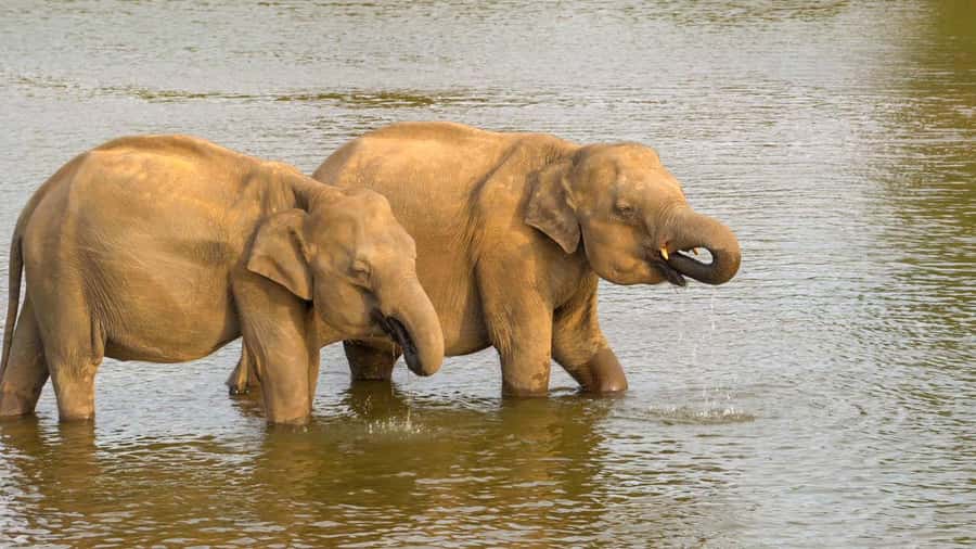Minneriya: Minneriya National Park Private Evening Safari - What the afternoon timing means
