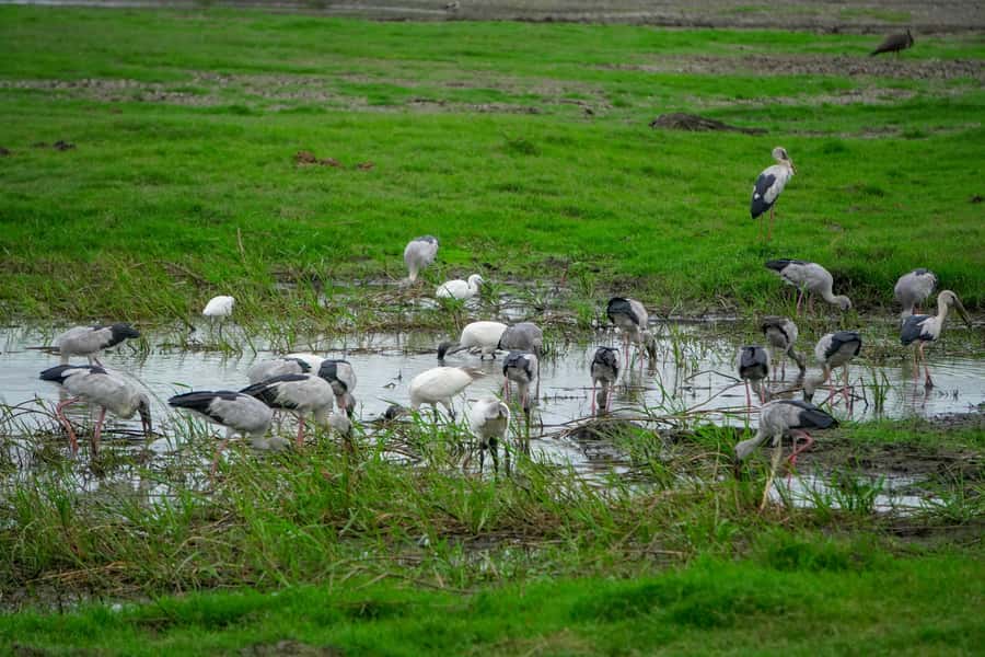Minneriya: Minneriya National Park Private Evening Safari - Wildlife beyond the elephant herds