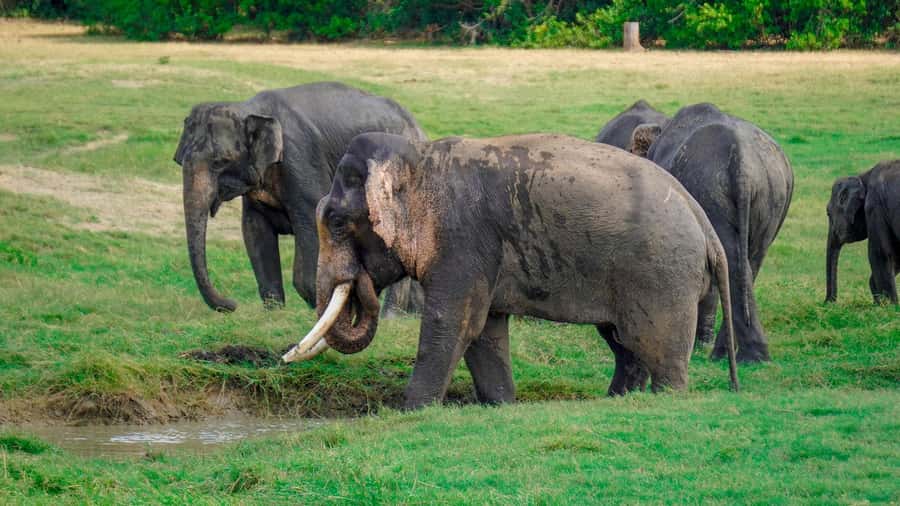 Minneriya: Minneriya National Park Private Evening Safari - Photography and respectful wildlife watching