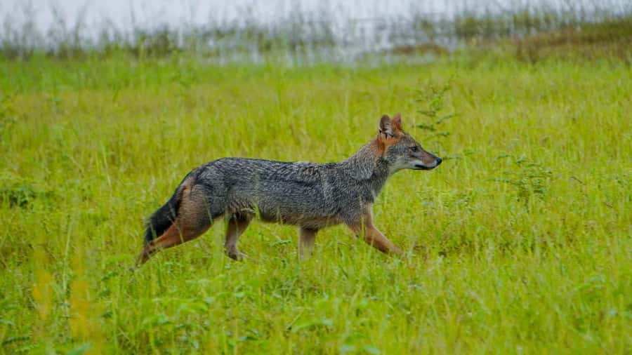 Minneriya: Minneriya National Park Private Evening Safari - What the $41 price really buys you