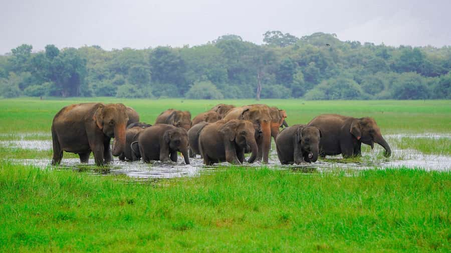 Minneriya: Minneriya National Park Private Evening Safari - Starting from Dambulla, Sigiriya, or Habarana