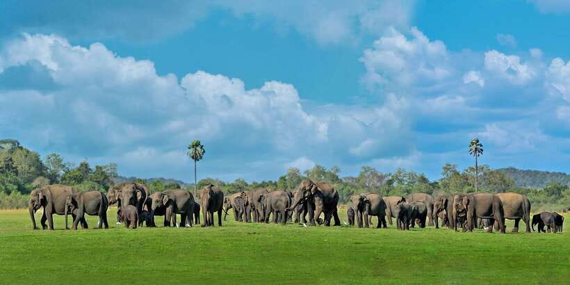 Minneriya: Minneriya National Park Private Safari - Key points to know before you book