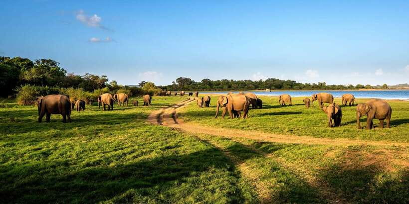 Minneriya: Minneriya National Park Private Safari - Why Minneriya is one of Sri Lanka’s best elephant stops