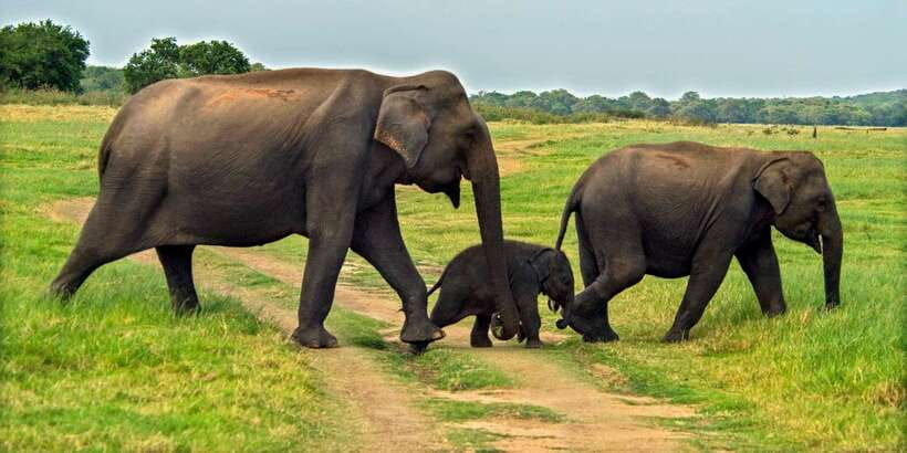 Minneriya: Minneriya National Park Private Safari - The elephants are the main event
