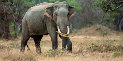 Minneriya: Minneriya National Park Private Safari