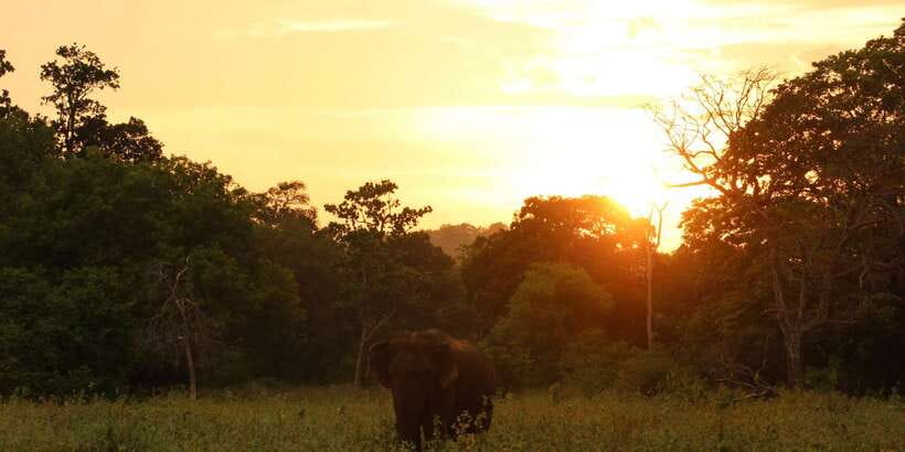 Minneriya: Minneriya National Park Private Safari - Bird watching and smaller wildlife