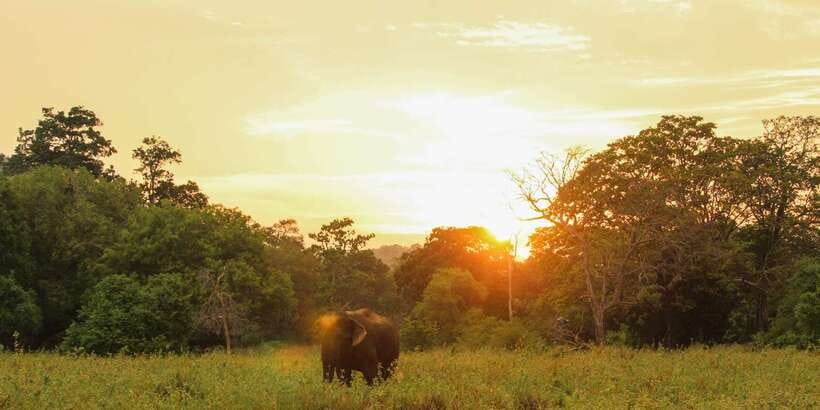 Minneriya: Minneriya National Park Private Safari - Choosing the right season and park