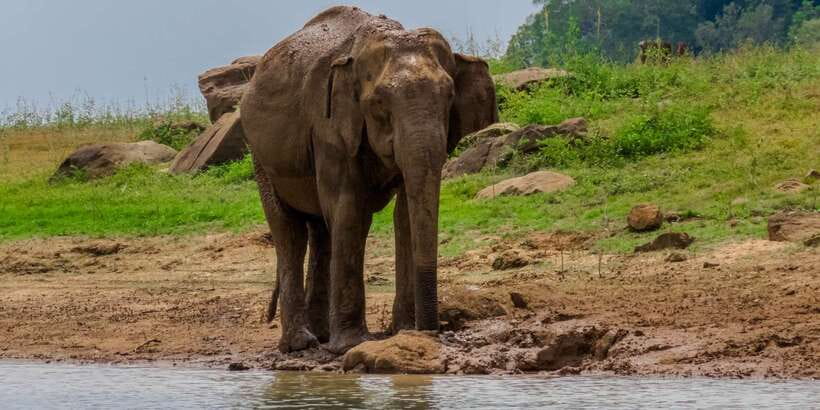Minneriya: Minneriya National Park Private Safari - The guide and driving can make or break the day