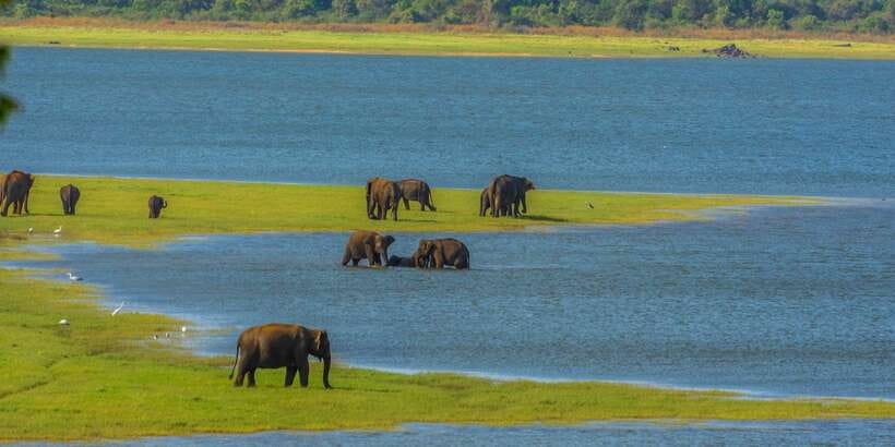 Minneriya: Minneriya National Park Private Safari - Price, entrance fees, and what you really get