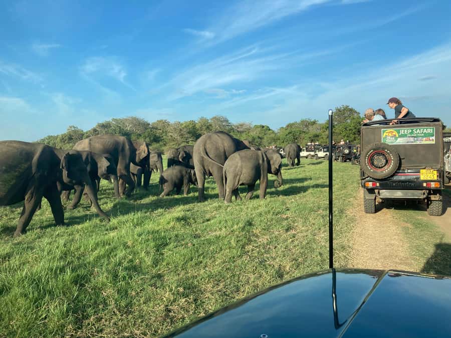 Minneriya National Park 4x4 jeep Safari Include Entrance Fee - Key points to know before booking