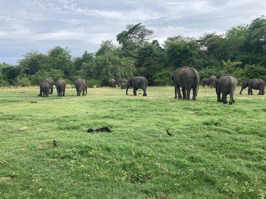Minneriya National Park 4x4 jeep Safari Include Entrance Fee - Driving and communication deserve attention