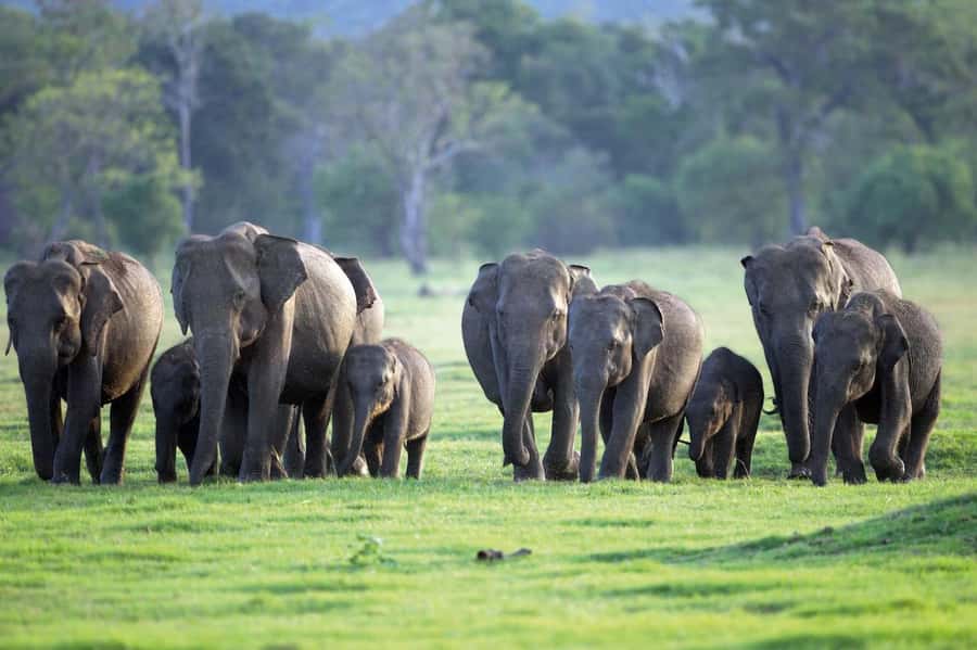 Minneriya National Park 4x4 jeep Safari Include Entrance Fee - Why Minneriya’s elephants are the main event