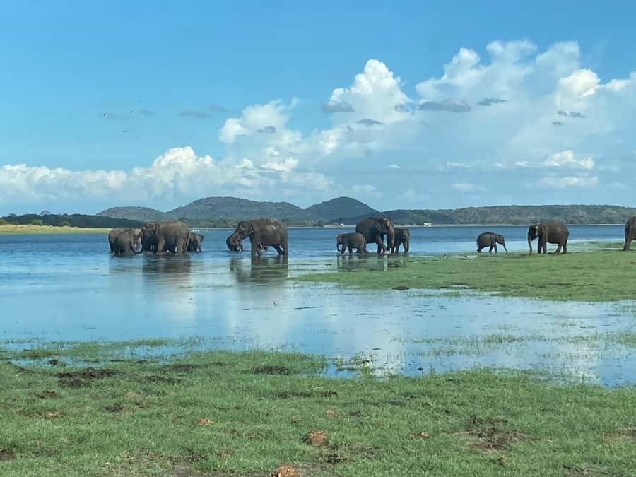 Minneriya National Park 4x4 jeep Safari Include Entrance Fee - What happens from hotel pickup to the park gate