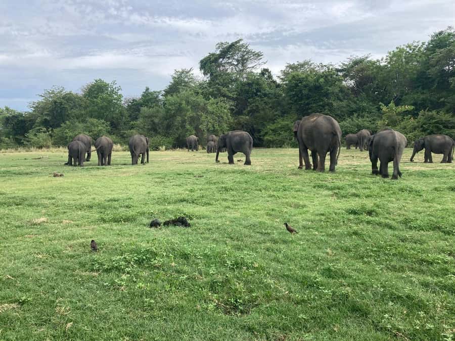 Minneriya National Park 4x4 jeep Safari Include Entrance Fee - Grassland, wetland, and forest viewing