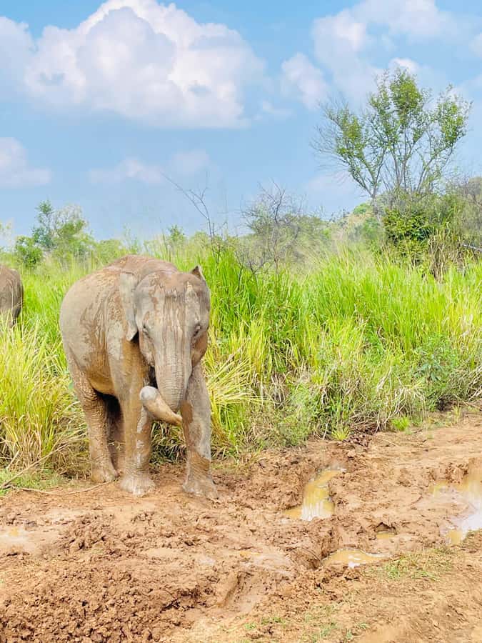 Minneriya National Park 4x4 jeep Safari Include Entrance Fee - The elephant gathering and responsible viewing