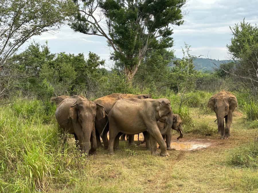 Minneriya National Park 4x4 jeep Safari Include Entrance Fee - Wildlife beyond the elephants