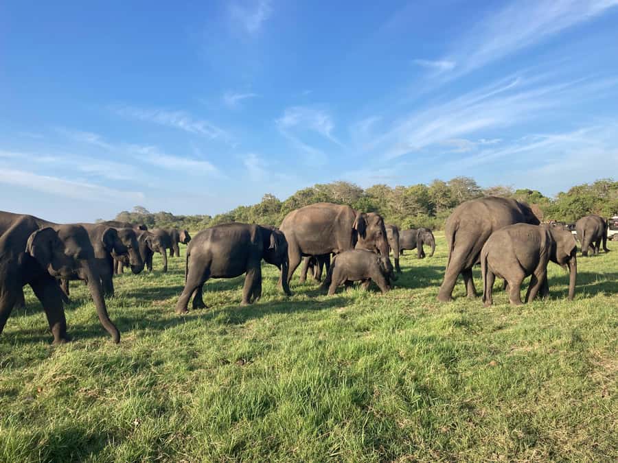 Minneriya National Park 4x4 jeep Safari Include Entrance Fee - Is $120 per person fair?