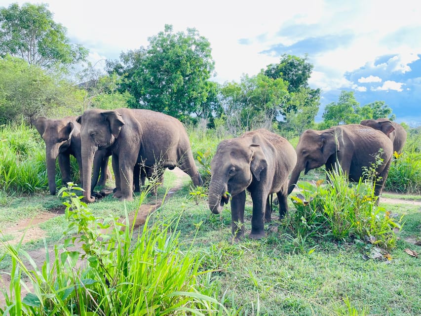 Minneriya National Park 4x4 jeep Safari Include Entrance Fee - Minneriya or a last-minute change to Kaudulla