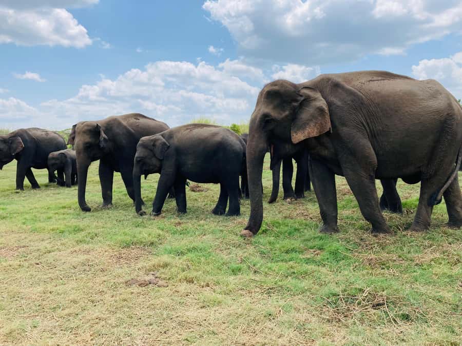 Minneriya National Park 4x4 jeep Safari Include Entrance Fee - A private jeep changes the rhythm