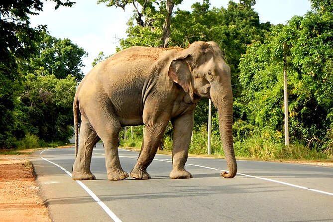 Minneriya National Park Elephant Safari - Key points to know before booking