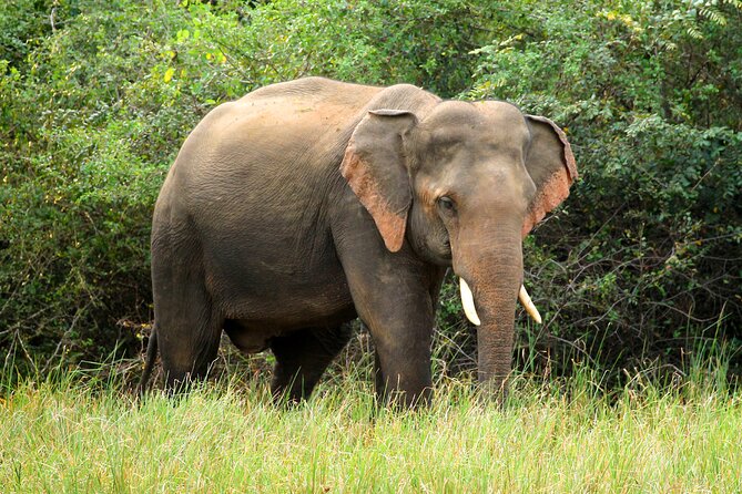 Minneriya National Park Elephant Safari - What the four-hour jeep safari feels like