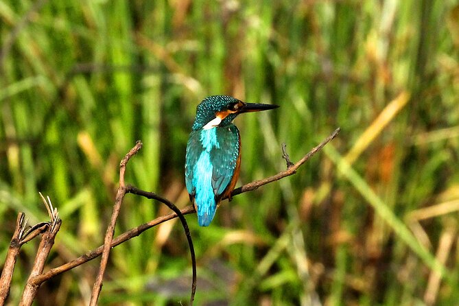 Minneriya National Park Elephant Safari - Elephants, crocodiles, and birds